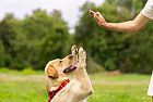 L’addestramento dei cani, fondamentale per evitare incidenti