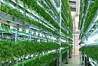 Vertical farm: l'alta tecnologia è al servizio dell'agricoltura e sostituisce la chimica