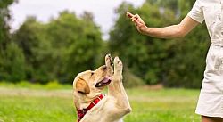 L’addestramento dei cani, fondamentale per evitare incidenti