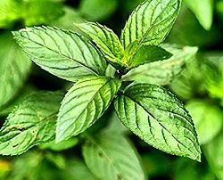 Menta bio molti motivi per i quali piace